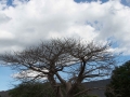 Baobab-3