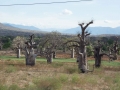 Baobab-32