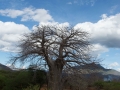 Baobab-6