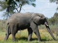 Antelope Elephants-1