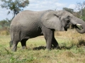 Antelope Elephants-13