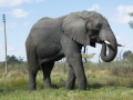 Antelope Elephants-14