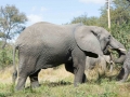 Antelope Elephants-18