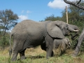 Antelope Elephants-21