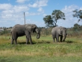 Antelope Elephants-3