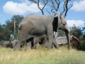 Antelope Elephants-40