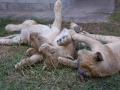 Cubs-5