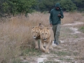 Lion Walk-1