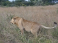 Lion Walk-12