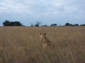 Lion Walk-30