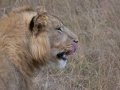 Lion Walk-8