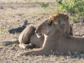 Serengeti-100