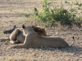Serengeti-102