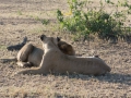 Serengeti-103