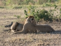 Serengeti-105