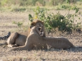 Serengeti-106