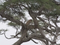 Serengeti-24