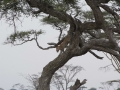 Serengeti-25