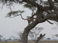 Serengeti-26