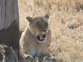 Serengeti-283