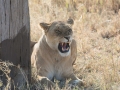 Serengeti-284