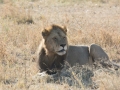 Serengeti-287