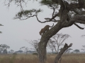 Serengeti-29