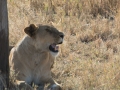 Serengeti-291