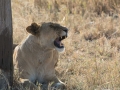 Serengeti-292