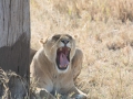 Serengeti-295