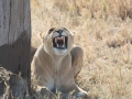 Serengeti-296