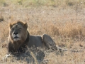 Serengeti-298