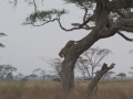 Serengeti-32