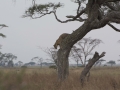 Serengeti-33