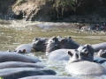 Serengeti-338