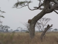 Serengeti-34