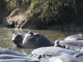 Serengeti-341