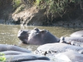 Serengeti-342