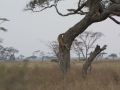 Serengeti-35