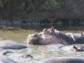 Serengeti-359