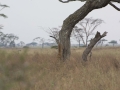 Serengeti-36