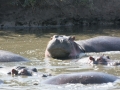 Serengeti-361