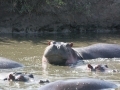 Serengeti-362