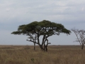Serengeti-37