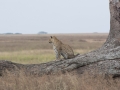 Serengeti-38