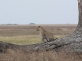 Serengeti-39