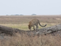 Serengeti-42