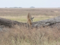 Serengeti-43