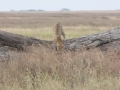 Serengeti-44
