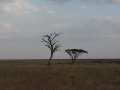 Serengeti-45